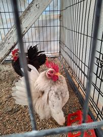 Galletti Serama malesi