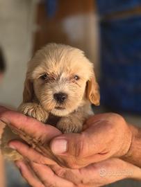 Maltipoo mini toy