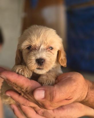 Maltipoo mini toy