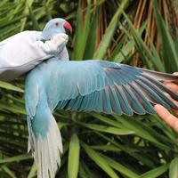 Parrocchetto dal collare portatore di opalino