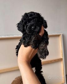 BARBONCINO - BARBONCINI NANI CUCCIOLI neri