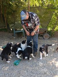 Cuccioli di Border Collie