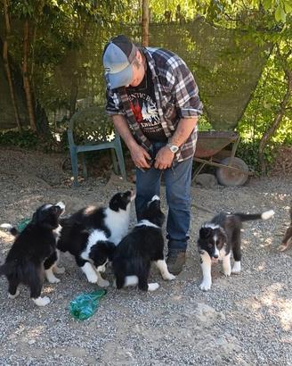 Cuccioli di Border Collie