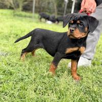 Rottweiler cuccioli