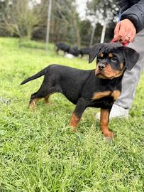 Rottweiler cuccioli
