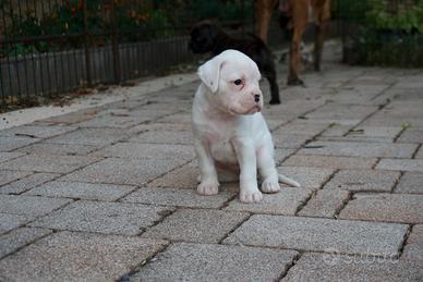 Cucciolo boxer