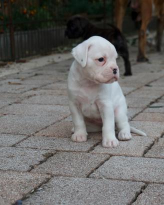Cucciolo boxer