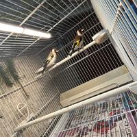 Cardellina major Agata