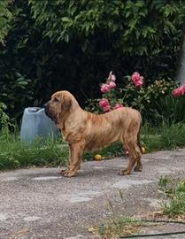 Fila Brasileiro
