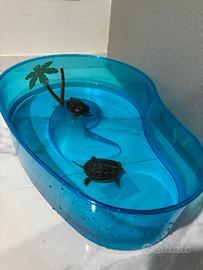 Tartarughe d'acqua dolce