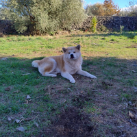 Akita Inu stallone