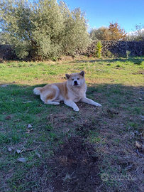 Akita Inu stallone