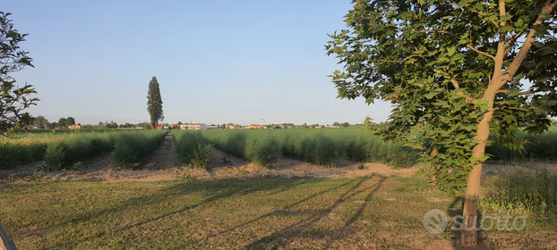 Terreno agricolo con irrigazione