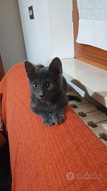Tenero gattino grigio d'appartamento