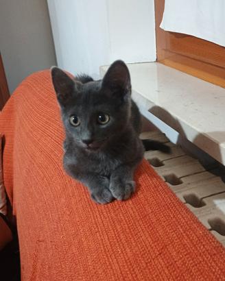 Tenero gattino grigio d'appartamento