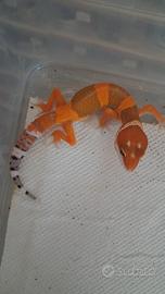 Geco leopardino
