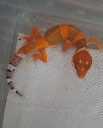 Geco leopardino