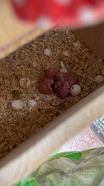 Vendita pulli di parrocchetto