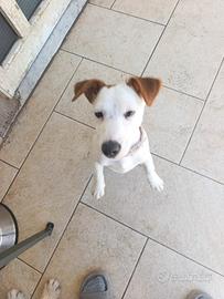 Jack Russell gamba corta cucciola