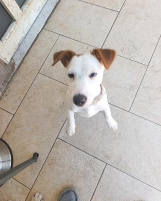 Jack Russell gamba corta cucciola