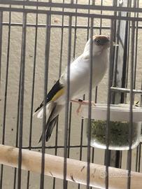 Solo per chi e interessato