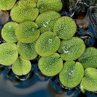  Salvinia minima – pianta galleggiante per acquari