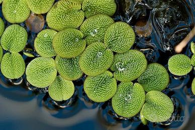  Salvinia minima – pianta galleggiante per acquari