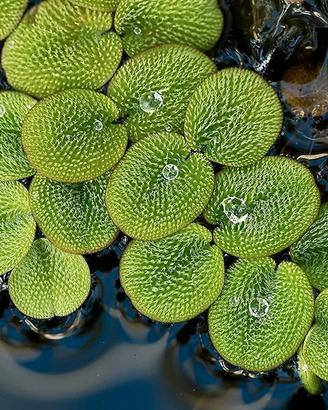  Salvinia minima – pianta galleggiante per acquari