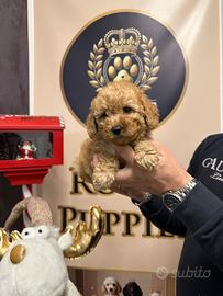 Barboncini toy pag a rate