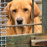 Adozione gratuita simil golder retriver