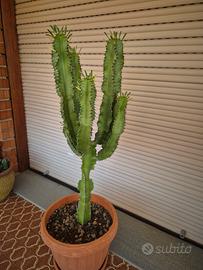 Euphorbia Eritrea cactus candelabro