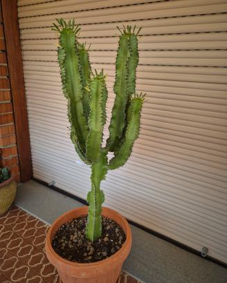 Euphorbia Eritrea cactus candelabro