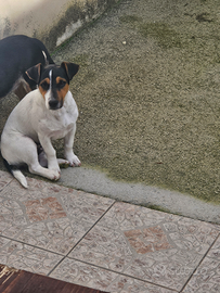 Jack russell