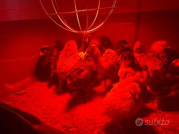 Pulcini razze ornamentali