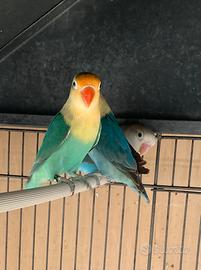 Inseparabili Fischer pappagalli