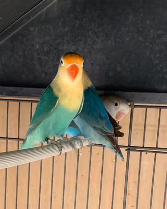 Inseparabili Fischer pappagalli