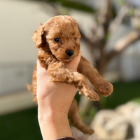 Barboncini Toy maschi