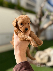 Barboncini Toy maschi