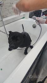 Pittbull adba proveniente dalla turchia