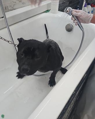Pittbull adba proveniente dalla turchia