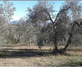 Terreno agricolo con uliveto