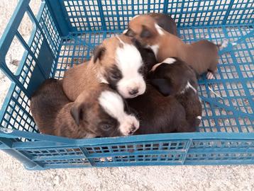 Boxer