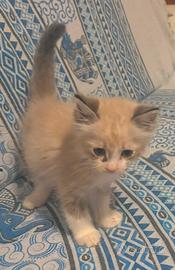 Cucciolo ragdoll di 2 mesi disponibile