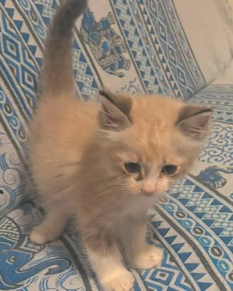 Cucciolo ragdoll di 2 mesi disponibile