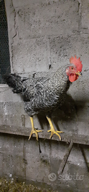 Gallo Amrock