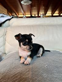 Chihuahua Toy