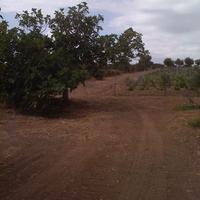 LEGNA IN CAMBIO DI POTATURA PROFESSIONALE