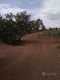 LEGNA IN CAMBIO DI POTATURA PROFESSIONALE