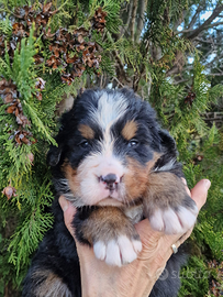 Cuccioli di cane bovaro del bernese