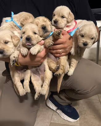 Cuccioli Golden retriever
